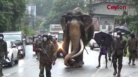 Largest tusker nadungamuwa raja walk with police Guard #viral #best #beautiful #raistar #andrewtate