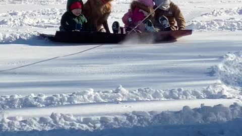 Dog Joins Family for Sledding Fun