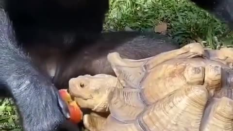 Intelligent Animals Sharing 🥰 love