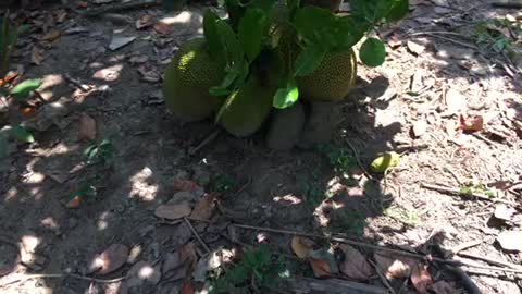 Garden jackfruit, this is a garden pig already