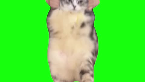 Cat Dances to Girlfriend | Green Screen