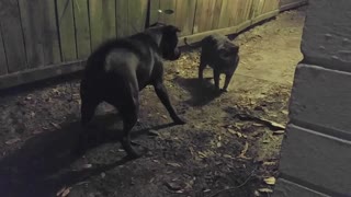 My Pit-bull mix loves my cat