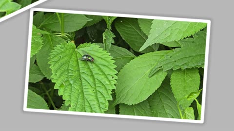 Insects flying away in slow motion / beautiful flying insects in slow motion.