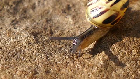 The gastropods, commonly known as snails and slugs,