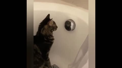 cat looking at himself in the mirror