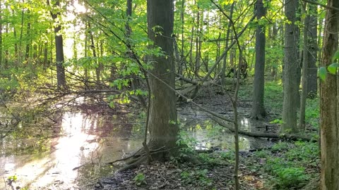 Neighborhood Forest and Small Pond at Sunset