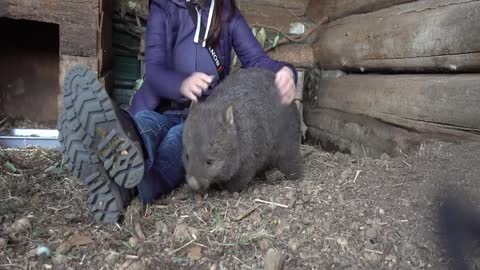 Wombat Cuddles at Trowunna Wildlife Sanctuary