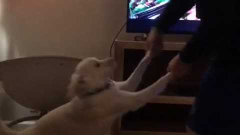 Dancing salsa with dog