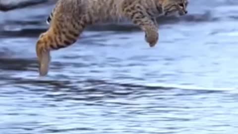 Tiger 🐅Jump viral Animals video clip Funny Wild Animals.