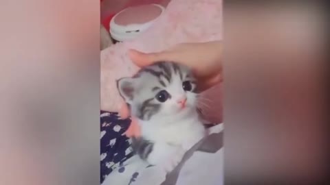 Tiktok cute CATS funny video compilation 2019 .