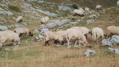 View of a flock of sheep grazing in the grass near the rocky mountains