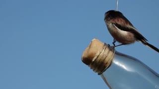 Bird Drilling Out Bottle Locker