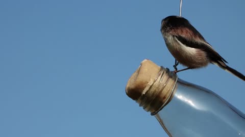 Bird Drilling Out Bottle Locker