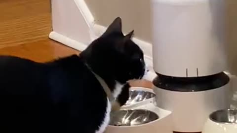 Cats Hack Automatic Feeder