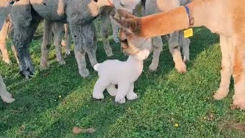 alpaca farm funny