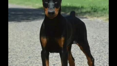 Doberman | Dobermann | Doberman Dog | Doberman Pinscher | Doberman Planet #shorts #animals #doberman