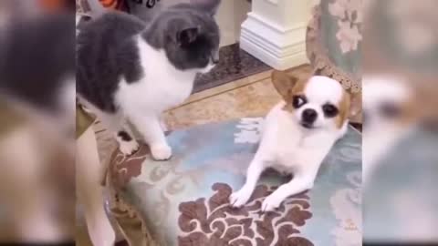 Funny & Hilarious Puppy On Internet