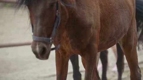 Close-up of a beautiful brown horse