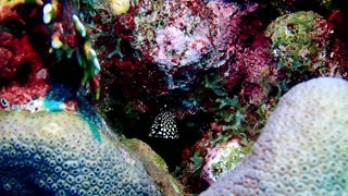 Juvenile Smooth Trunk Fish - October 2019 SCUBA Trip to Bonaire N.A.