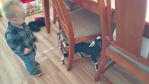 Funny baby and Funny baby goats