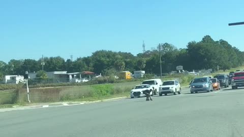 Mans Runs Into Traffic to Save Endangered Tortoise