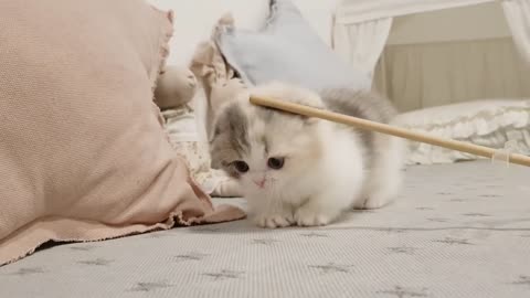 Cute Kitten Videos Short Leg Cat