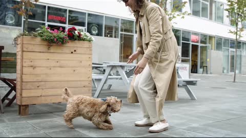 Dog Jumping Towards Her Master