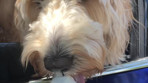 Second Dog Steals Summer Treat