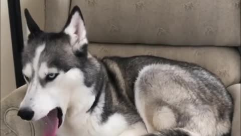 Siberian huskies sing together