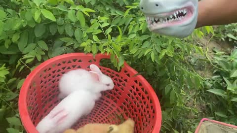 sharks looking for baby rabbit cute, baby duck in vegetables shrinkage