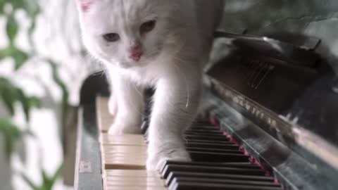 Cat on the piano