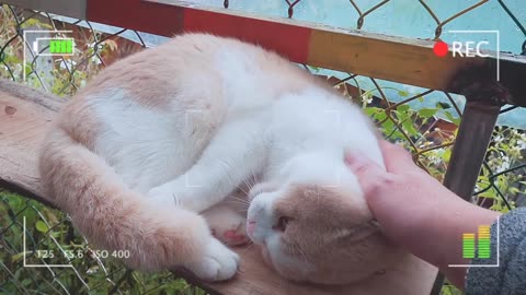 Cute Shorthair British Cat