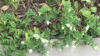 Peppermint Flowering Bees