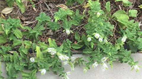 Peppermint Flowering Bees