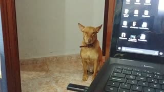 Sleepy dog falls asleep standing up