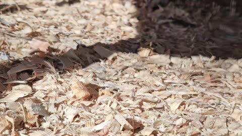 Cute chubby common Quail.