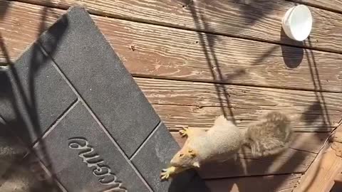 My pet squirrel