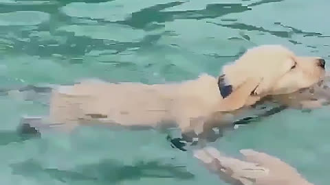 The dog dog swimming