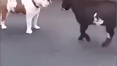 Calm Dog vs Angry Goat