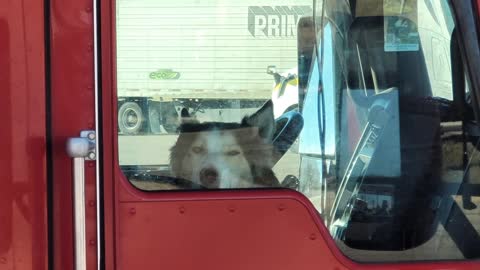 Husky Dog Waiting On Trucker Buddy