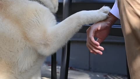 Cute Dog Greeting is Owner 🐶💕