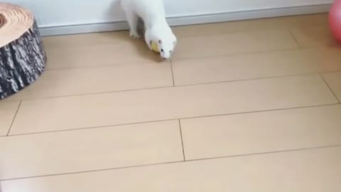 Ferret Plays Strangely This Time