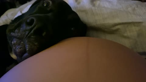 Sweet doggy rests head on owner's pregnant belly