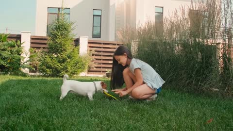 little girl sitting on grass in backyard playing with cute jack russell terrier dog on sunny