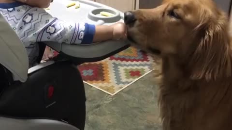 Baby girl preciously shares snacks with her doggy