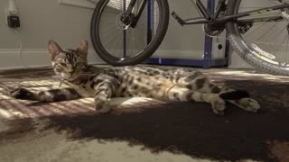 Bengal Cat runs on Huge Cat Wheel