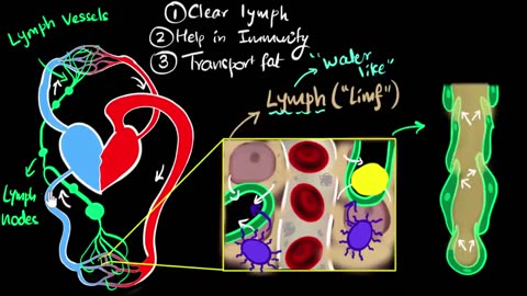 Lymph, lymph nodes, & lymphatic system | Life processes | Biology