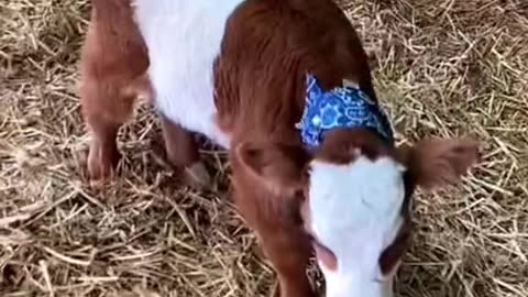 baby cow