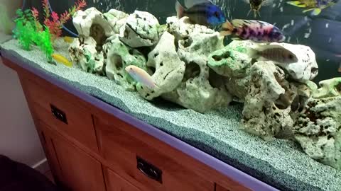 Cichlid digging