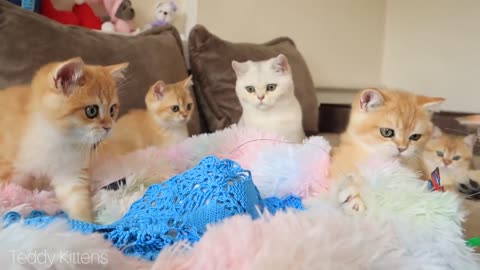 Cupid liked Kitty Coco. Golden kittens play with a new toy